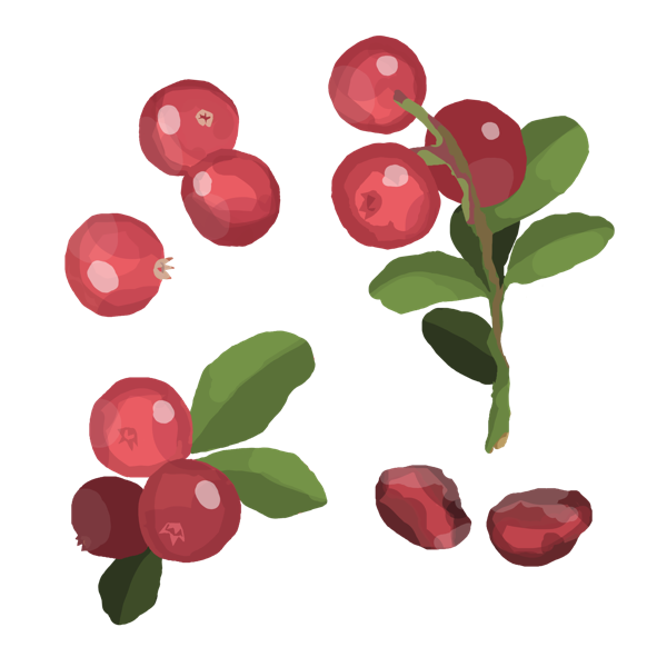 cranberry