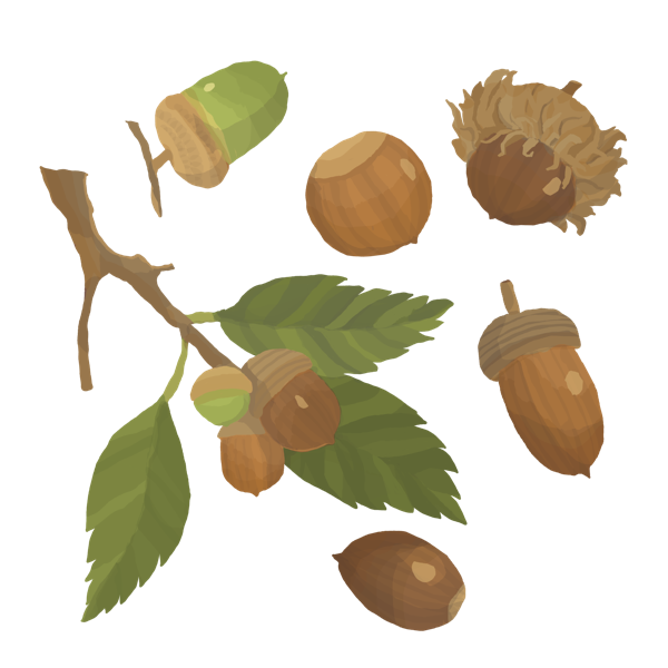 acorn