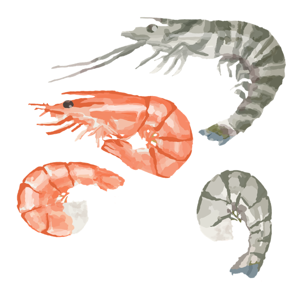 shrimp